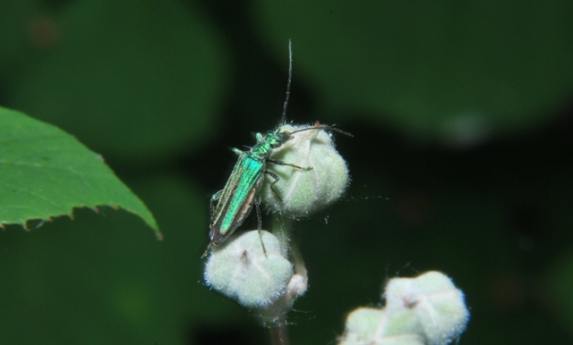 Oedemera